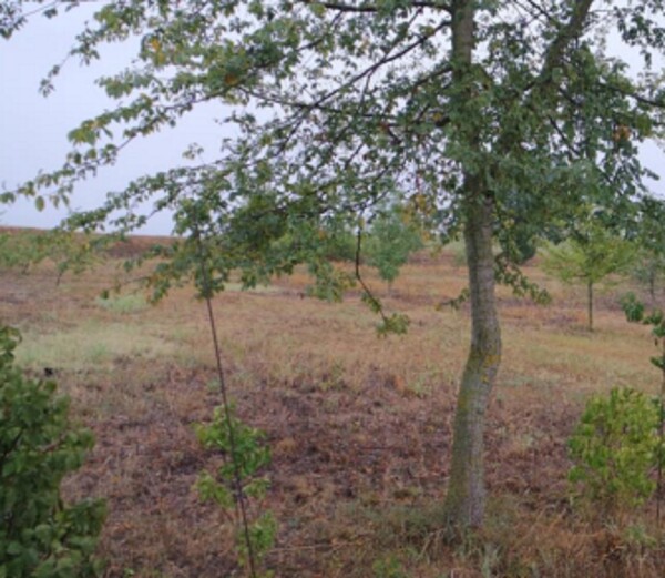 TERRENO STRADA VICINALE DEL CASTELLINO E VIA COSTANZA - ALESSANDRIA — foto 5