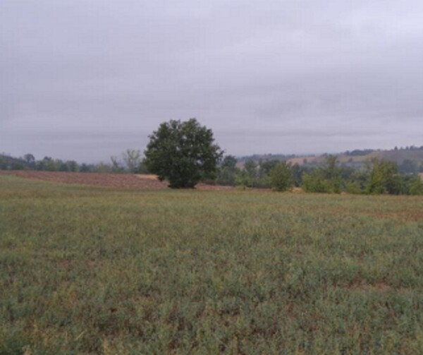 TERRENO STRADA VICINALE DEL CASTELLINO E VIA COSTANZA - ALESSANDRIA — foto 4