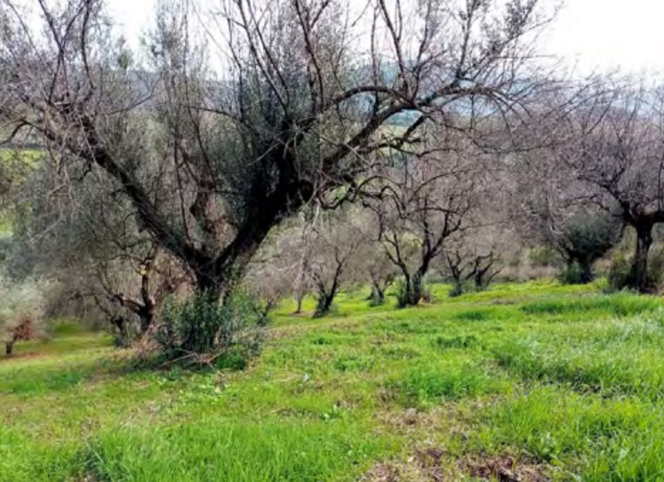 Immagine di TERRENO VELLETRI-CORI – ARTENA (RM)