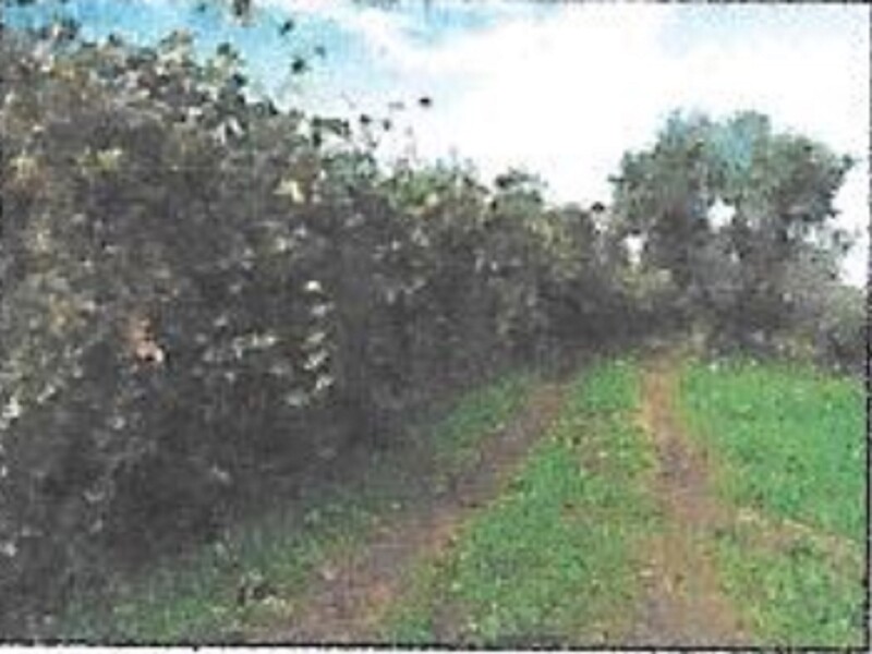 Immagine di TERRENO/FABBRICATI S.P.79/A VELLETRI-CORI, ARTENA