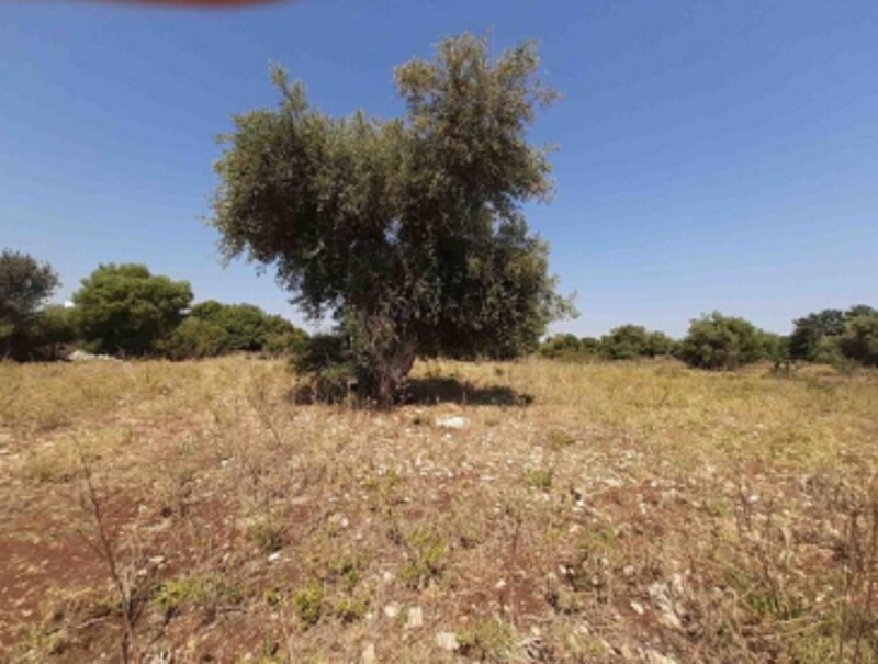 Immagine di TERRENO C.DA SANTA CATRINI – MELILLI