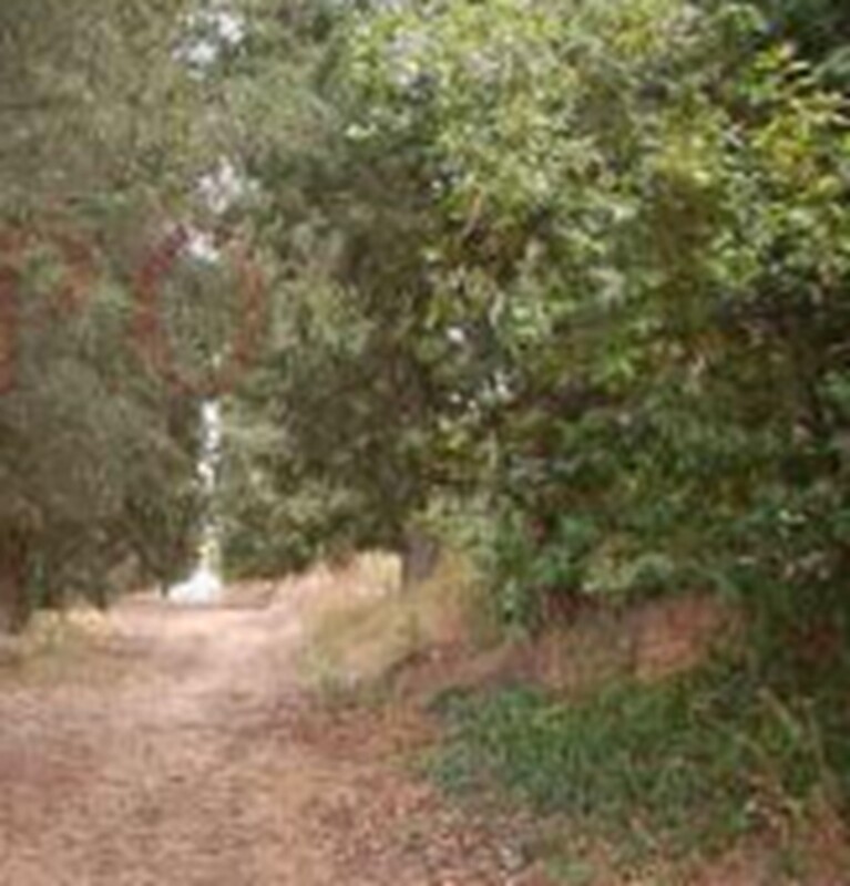 Immagine di TERRENO FRAZ.SPINA – MARSCIANO (PG)