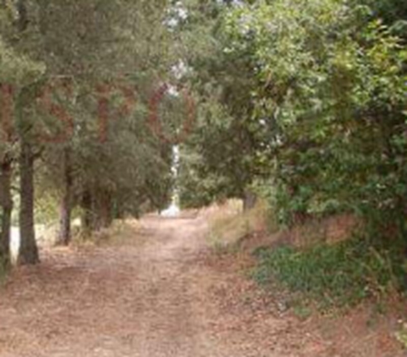 Immagine di TERRENO FRAZ.SPINA – MARSCIANO (PG)
