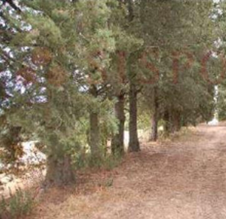 Immagine di TERRENO FRAZ.SPINA – MARSCIANO (PG)
