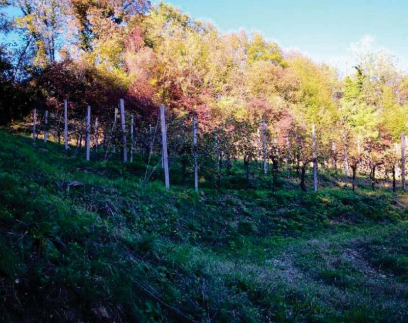 Immagine di FABRICATI e TERRENI VIA MIRE ALTE – REFRONTOLO (TV)