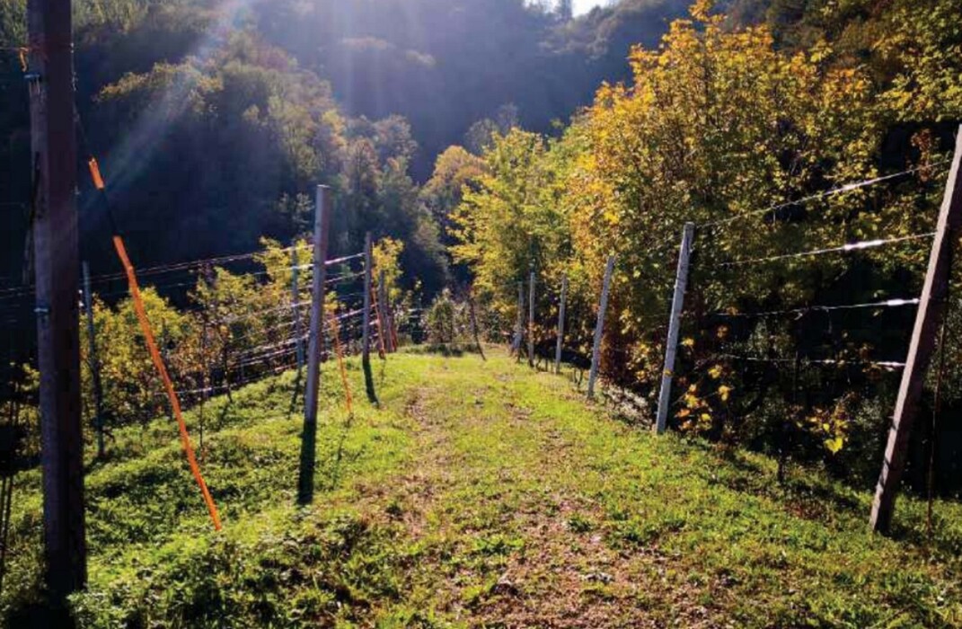 Immagine di FABRICATI e TERRENI VIA MIRE ALTE – REFRONTOLO (TV)