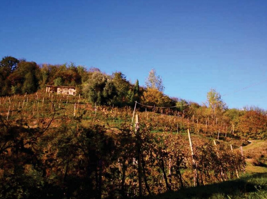 Immagine di FABRICATI e TERRENI VIA MIRE ALTE – REFRONTOLO (TV)