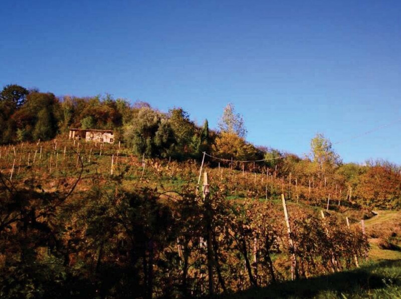 Immagine di FABRICATI e TERRENI VIA MIRE ALTE – REFRONTOLO (TV)