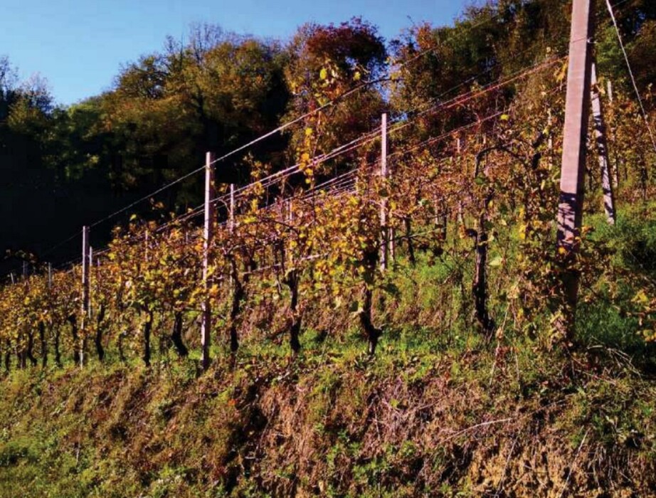 Immagine di FABRICATI e TERRENI VIA MIRE ALTE – REFRONTOLO (TV)
