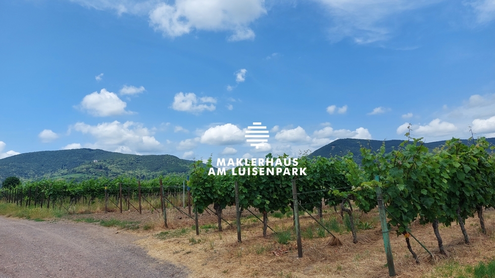 Umgebung Weinberge