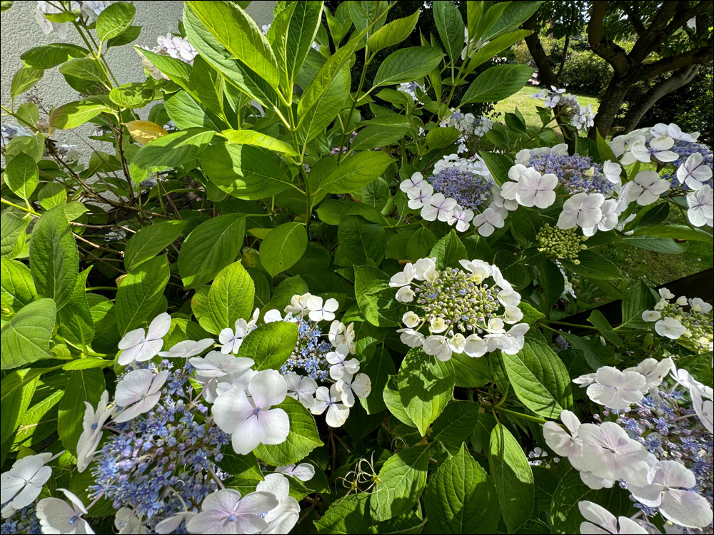 Gartenimpressionen