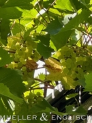 eigener Wein!