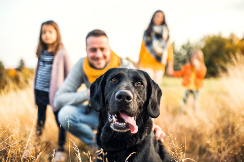 Ideales Grundstück für die Familie