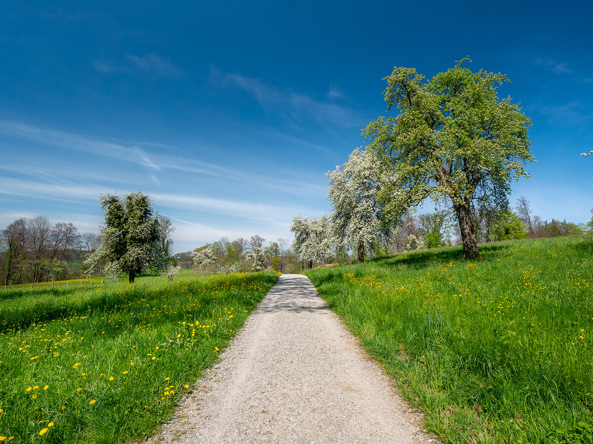 22.398_Fruehlingsgefuehle-Haus_Hedingen_obere-Halde_12.04.2024_NSH
