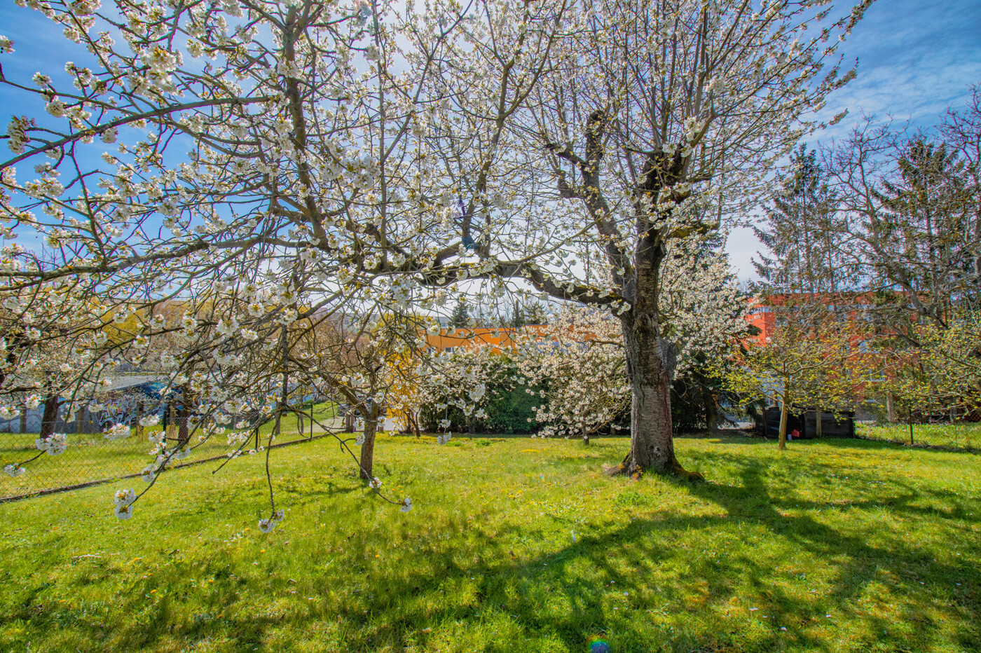 großer Kirschbaum