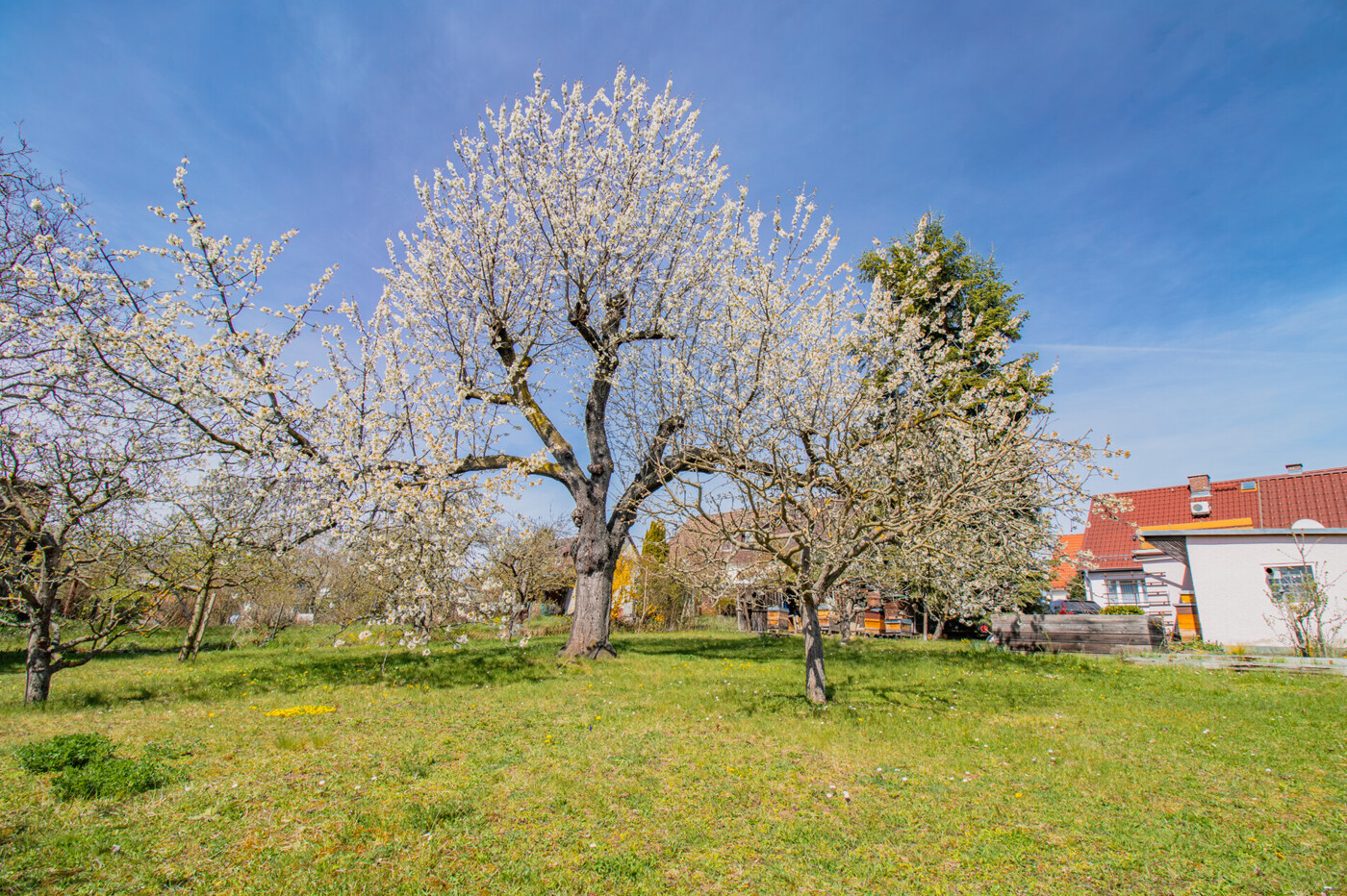 Garten und Baumbestand