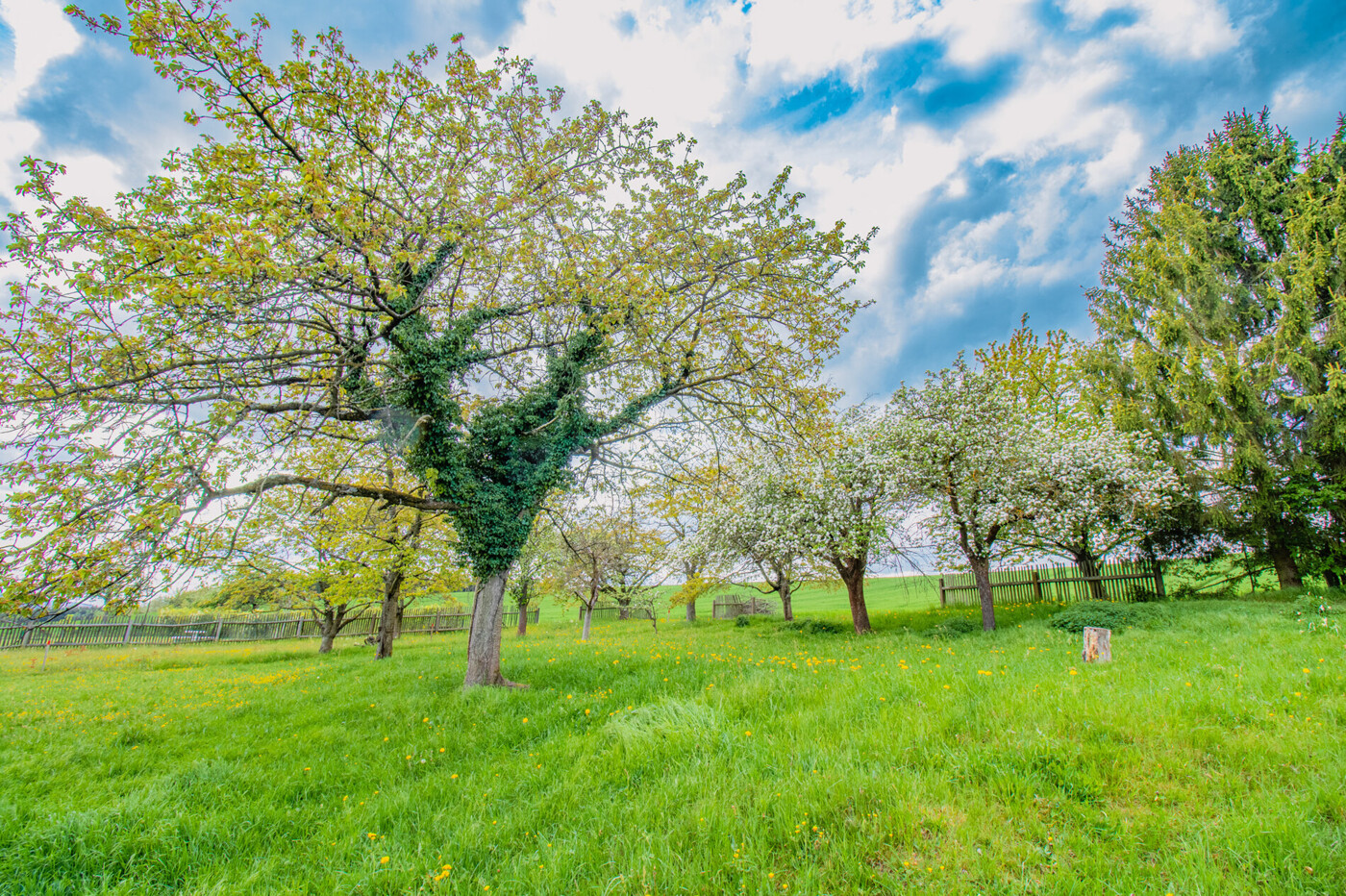 Garten mit Baumbestand