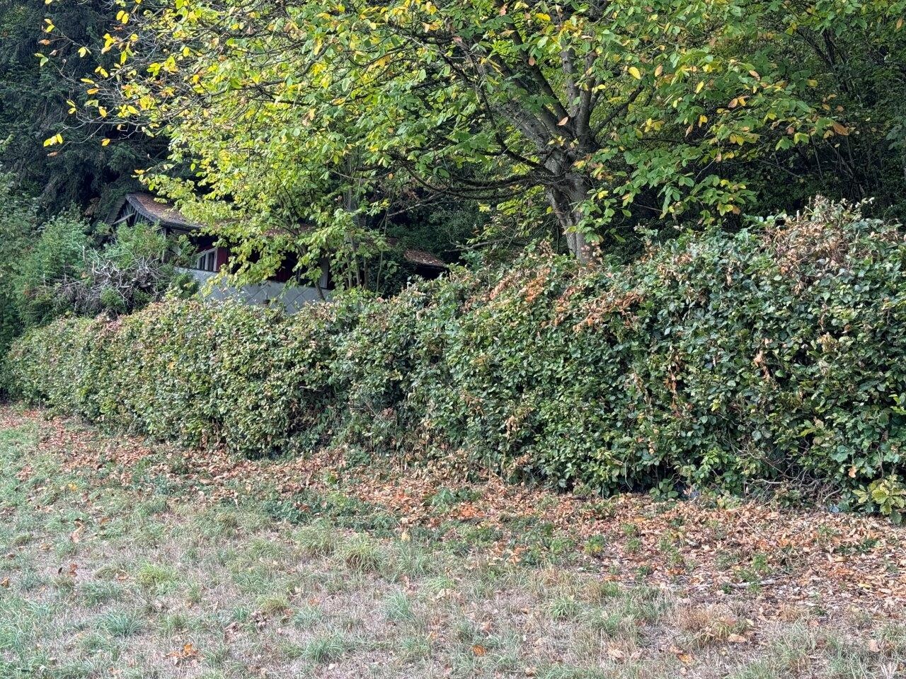 Grundstückshecke 