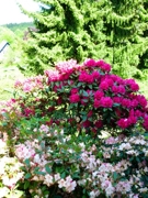 Es grünt so Grün...