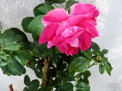 Eine Rose im Garten...