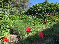 Es blüht der Mohn...