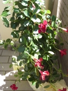 Es grünt so grün...