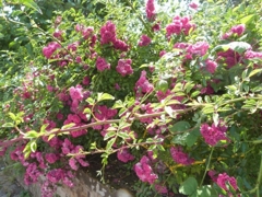 Es grünt so grün...