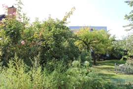 Blick in den Garten