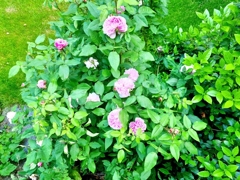 Es grünt so grün....