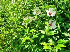 Es grünt so grün...