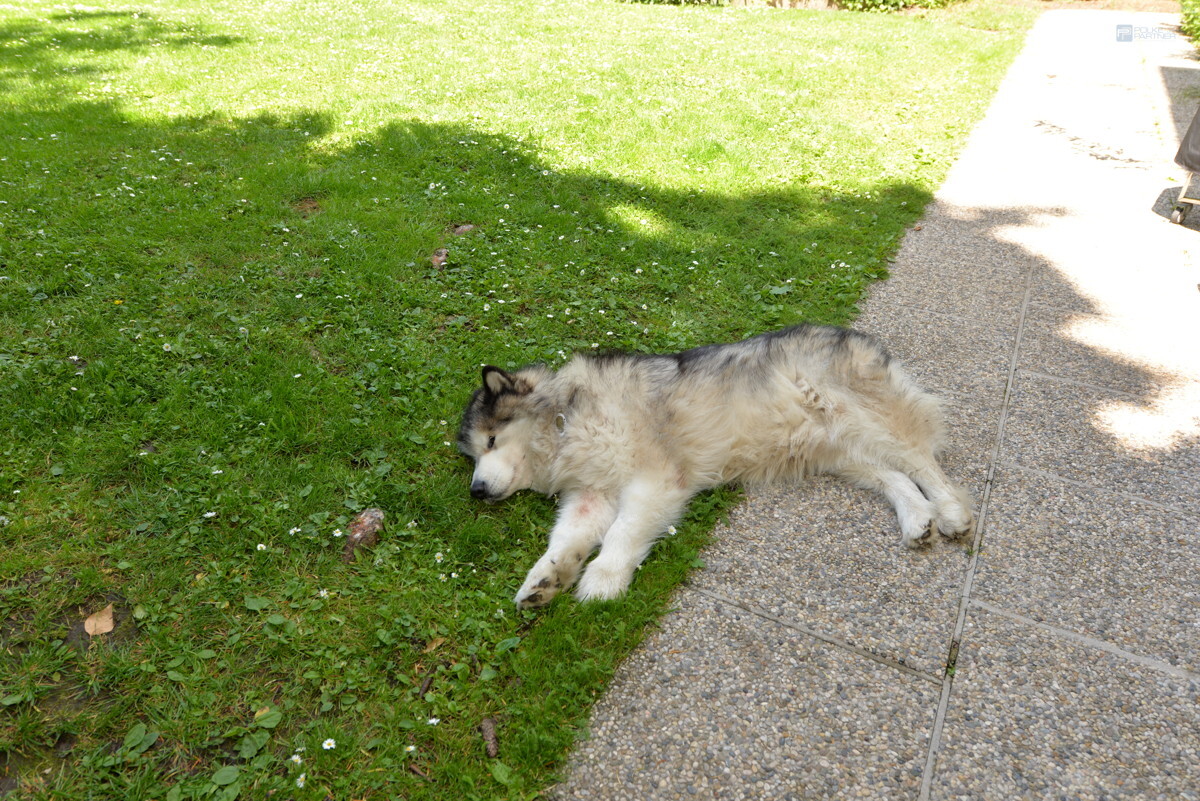 Dogs Welcome