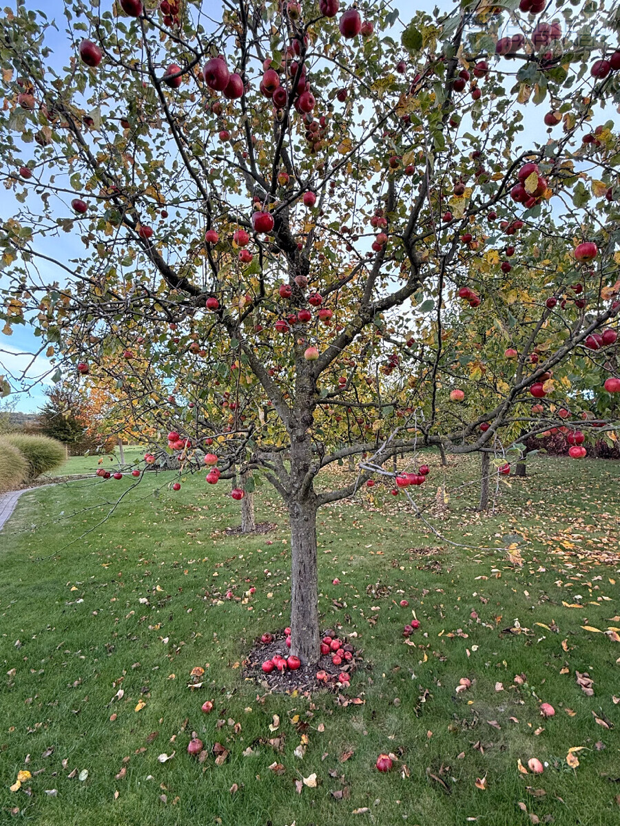 Herrliche Obstbäume mit alten Sorten