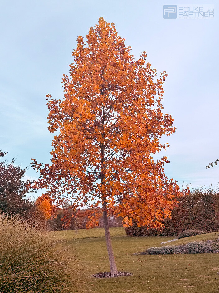 Eindrücke im Parkgarte