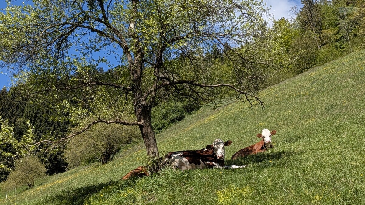 Siesta 
