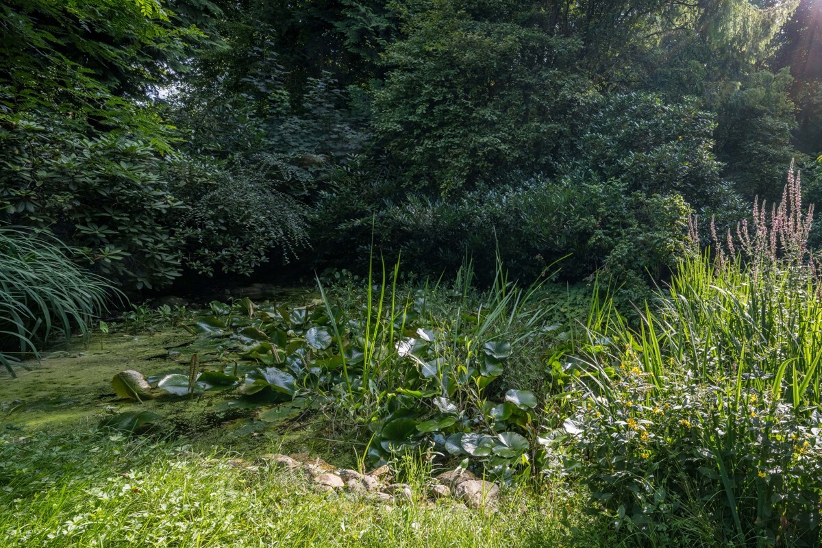 Teich