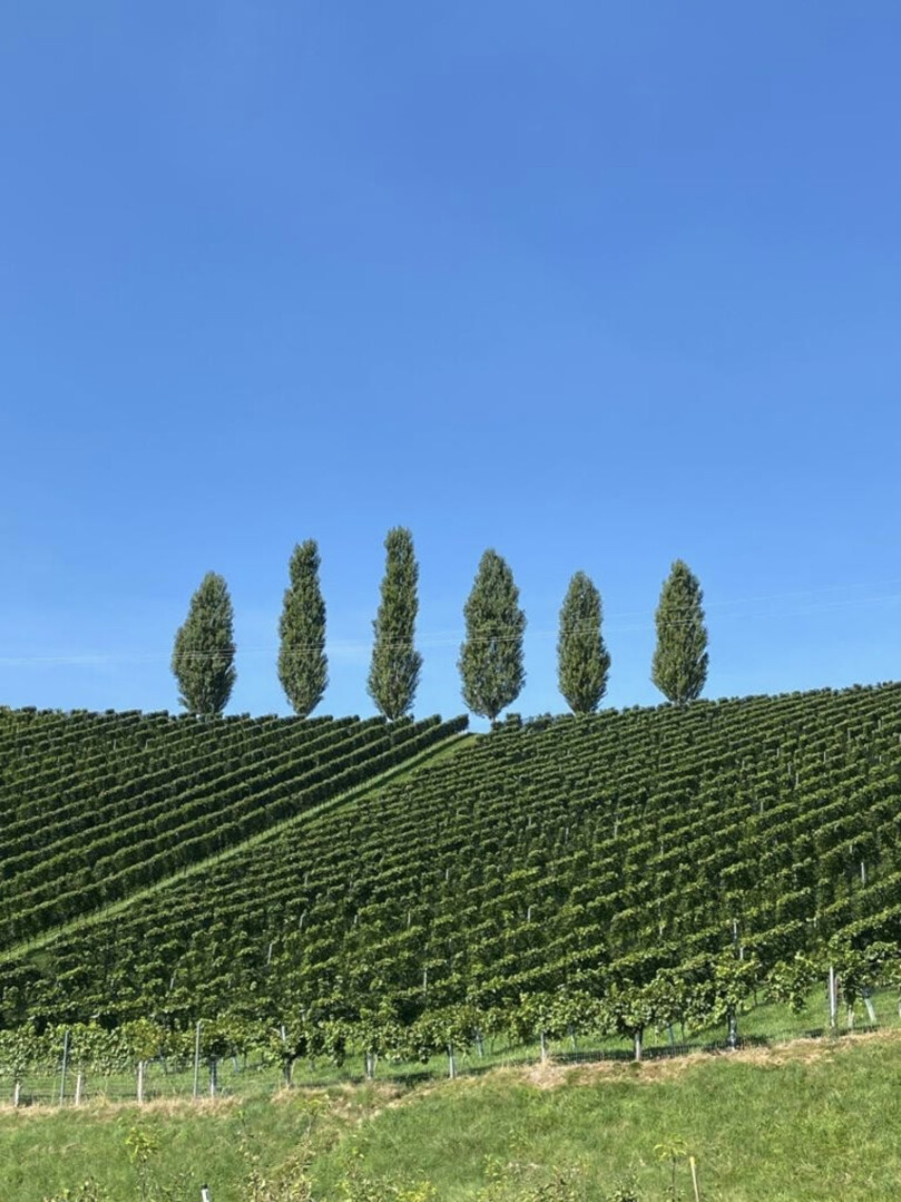 Umgebung Wein Foto