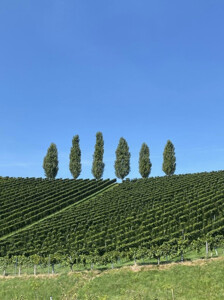 Umgebung Wein Foto