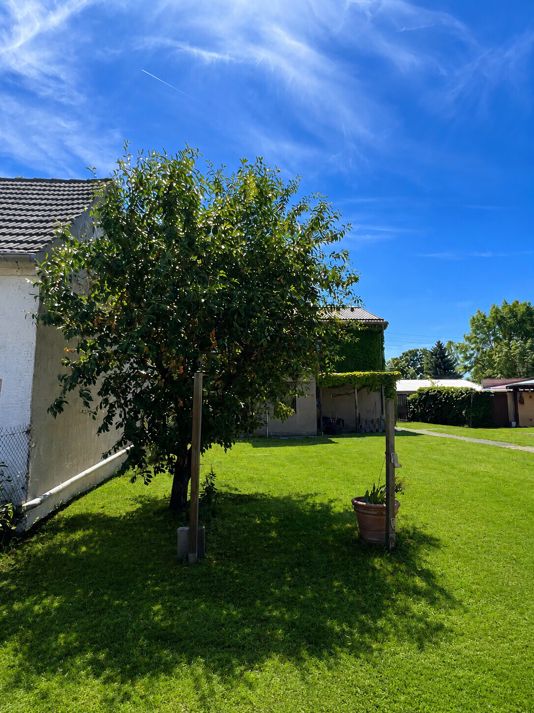 Obstbaum