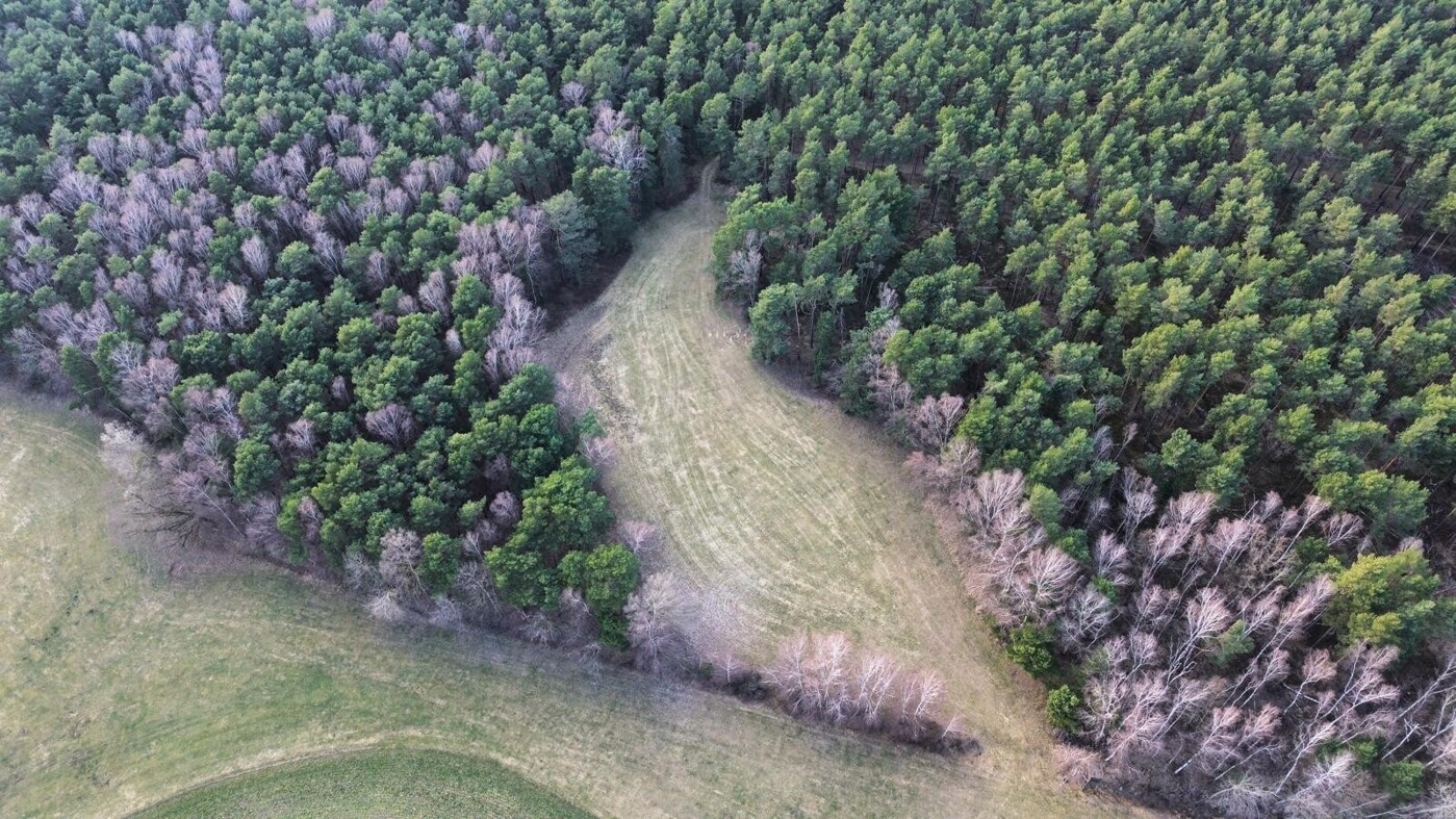 Wald /Wiese