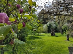 Magnolien, Apfel u. Walnussbaum