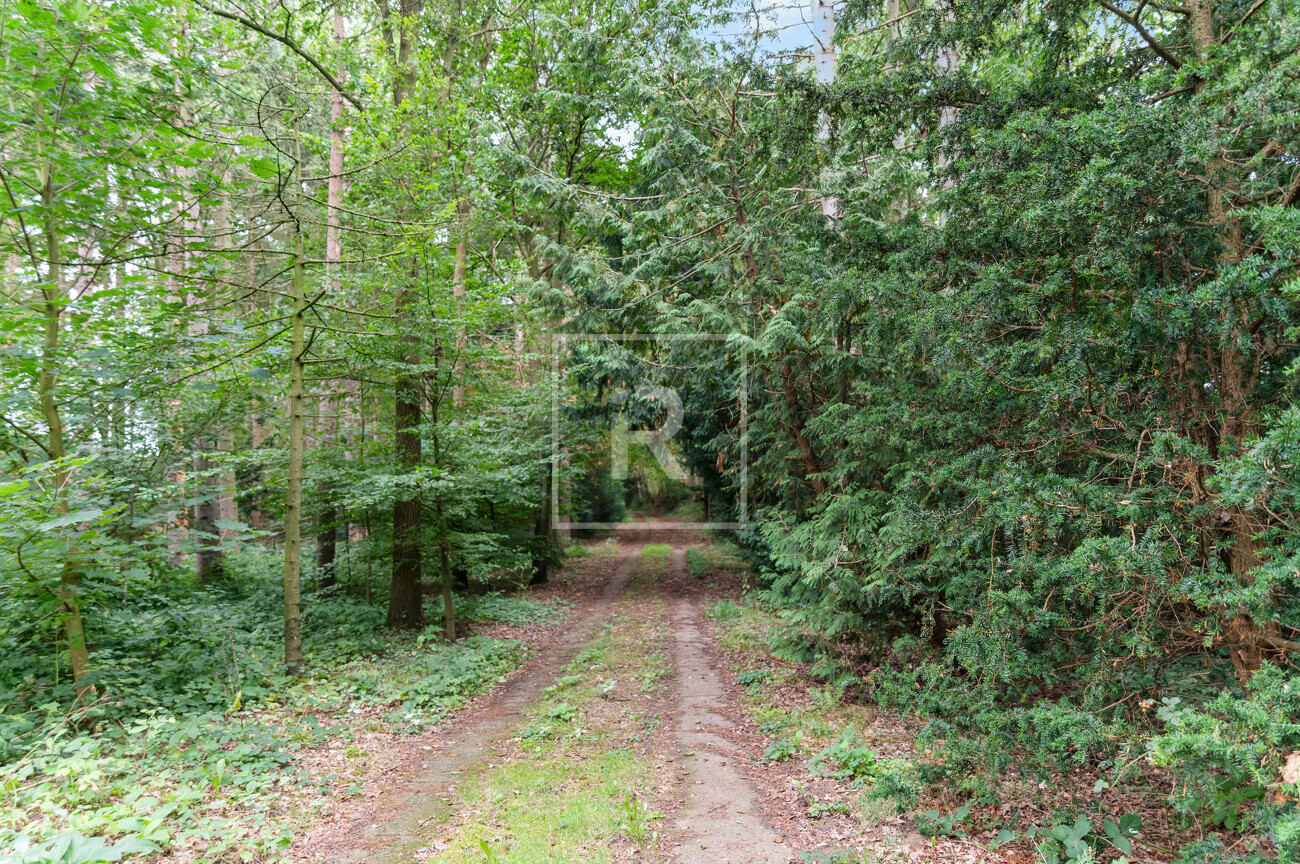 Waldweg