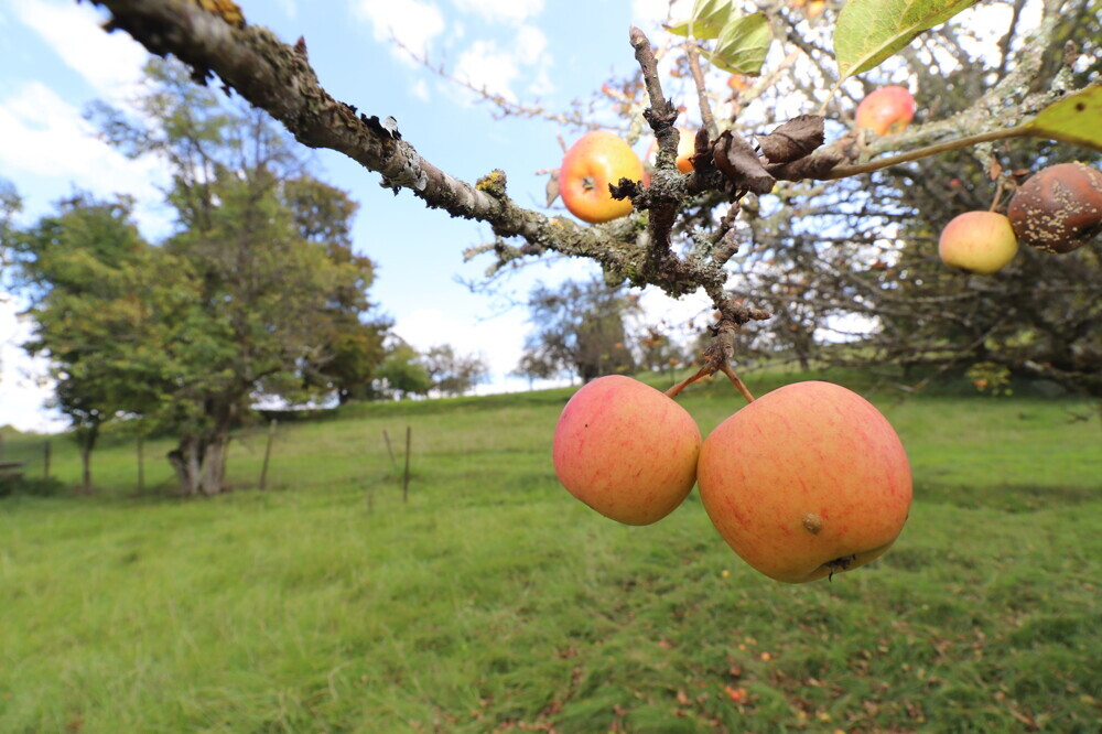 Garten mit Apfel- und Zwetschgenbaum