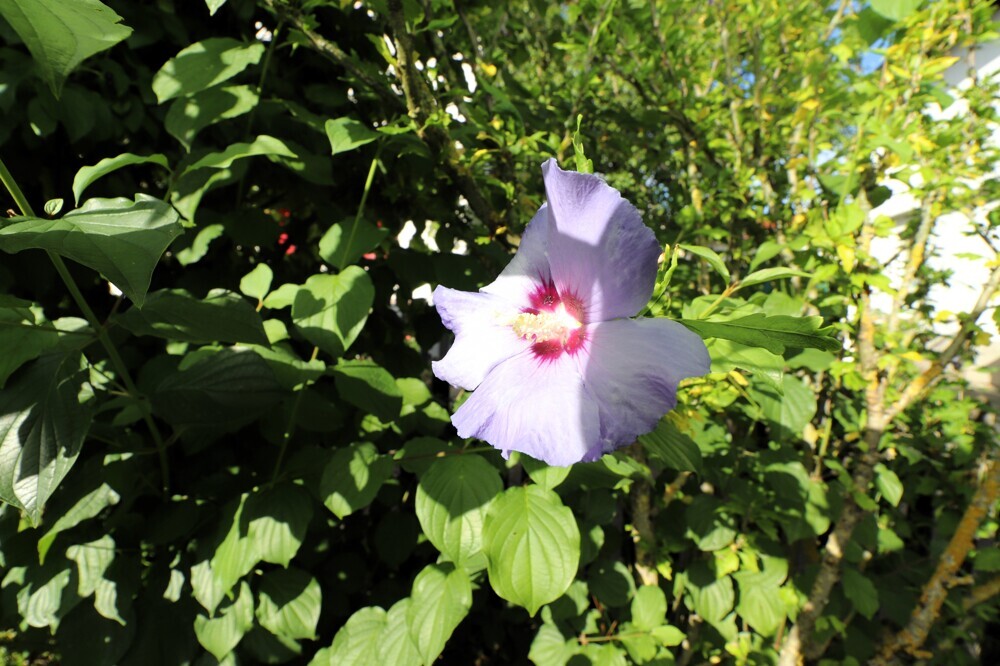 wunderschöner, pflegeleichter Garten