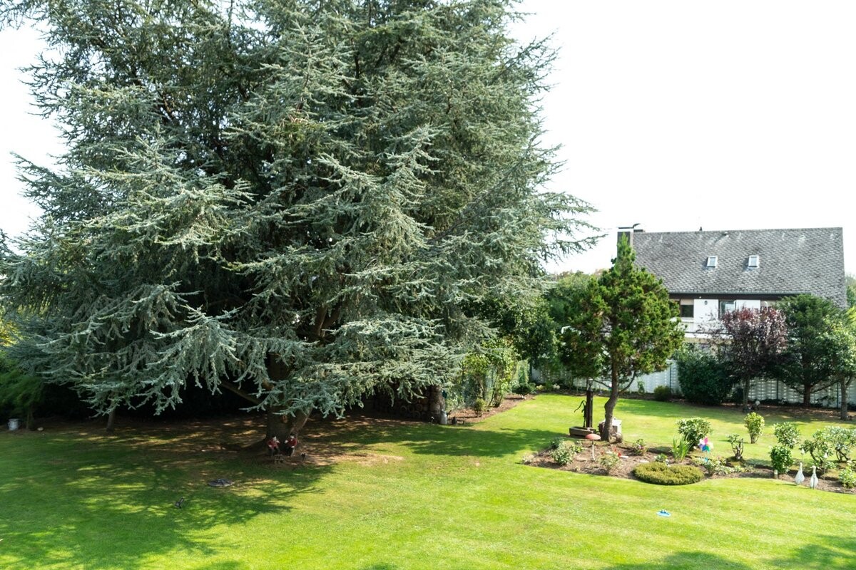 Blick in den Garten