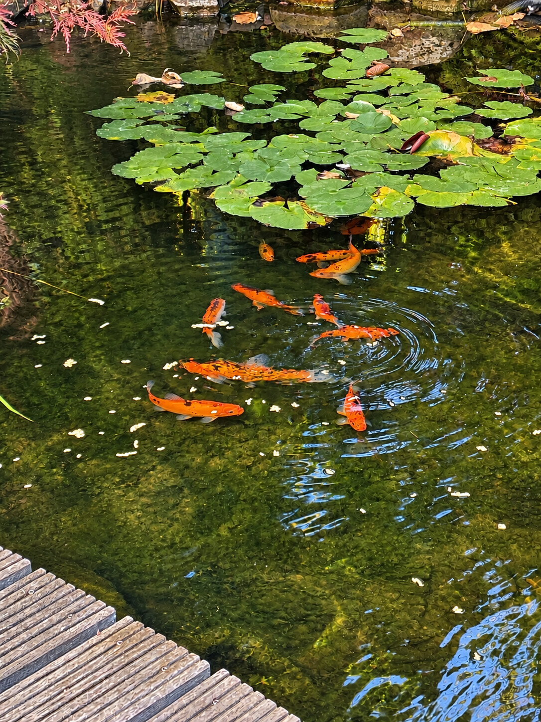 Teich mit Fischen