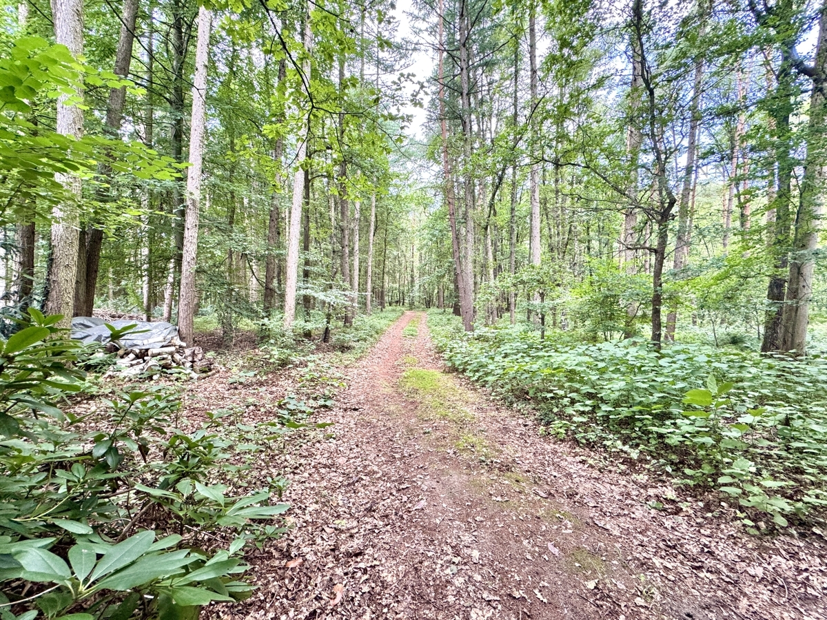 Zugang Wald