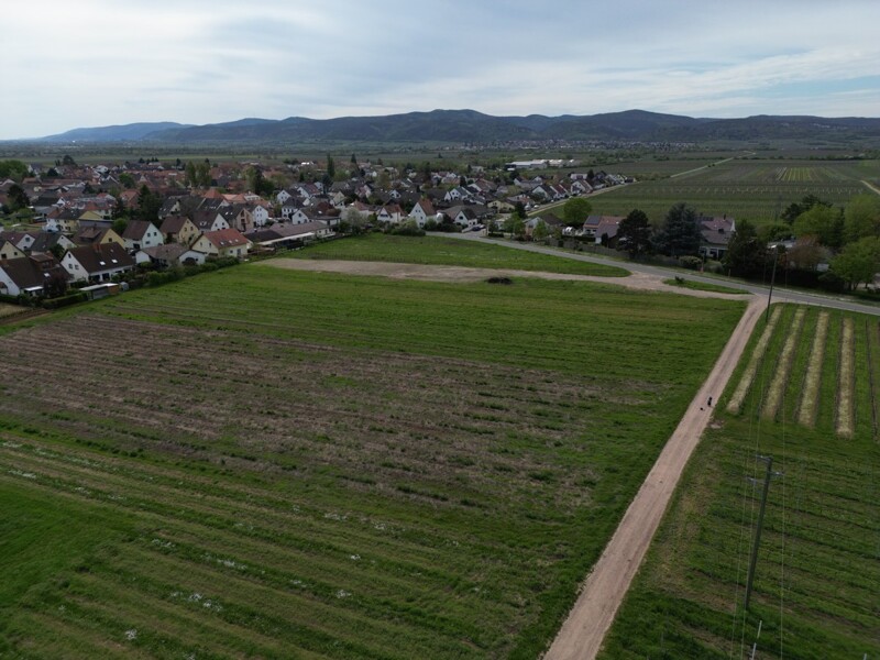 Tolle Gelegenheit - Dein Baugrundstück in Friedelsheim