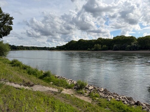 Rheinblick