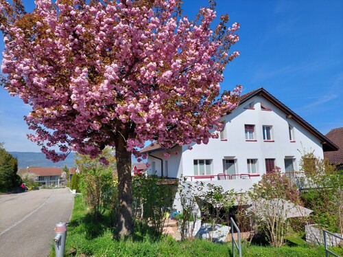 Südfassade mit Kirschbaum