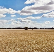 Ackerland